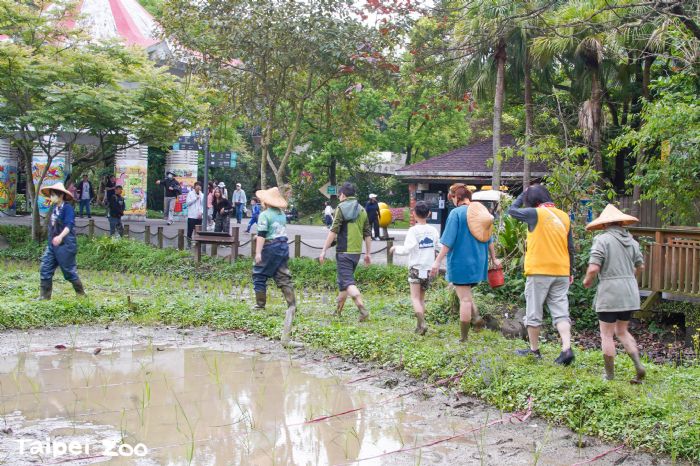 走進泥土的教室！臺北動物園春耕體驗，親手種下茭白筍與生態希望